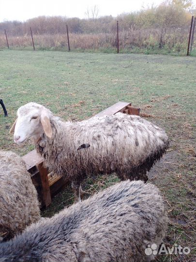 Бараны дорпер