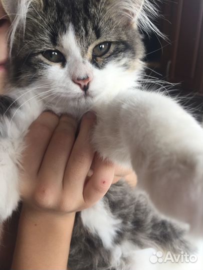 Котята бесплатно