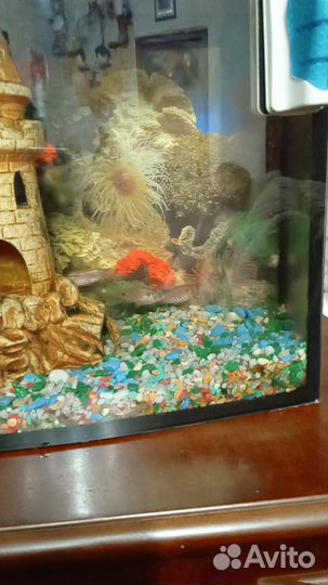 Аквариум