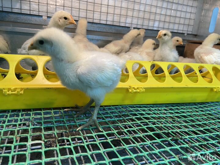 Цыплята суточные кучинские, брессгальские