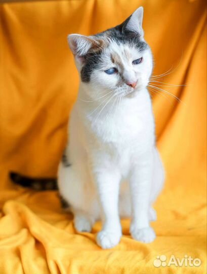 Жасмин нежнейшая