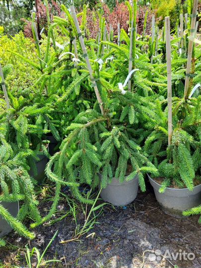 Ель обыкновенная Акрокона