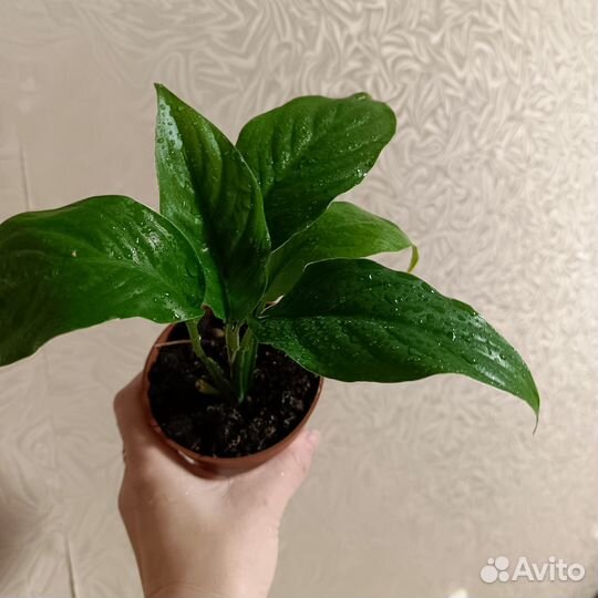 Продам спатифиллум Пикассо