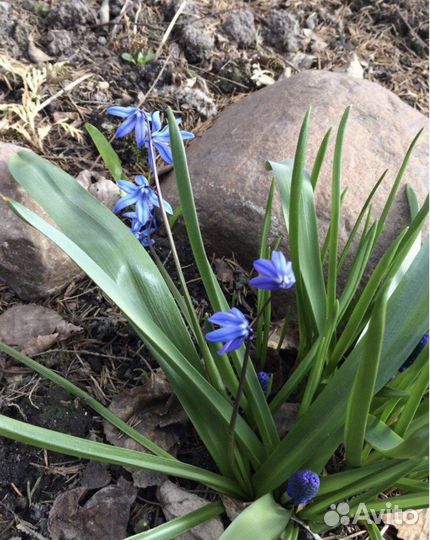 Растения для сада