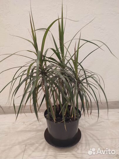 Пальма драцена 75 см