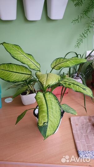 Диффенбахия