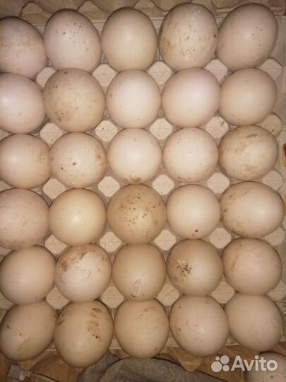 Инкубационное яйцо индоутки и индейки