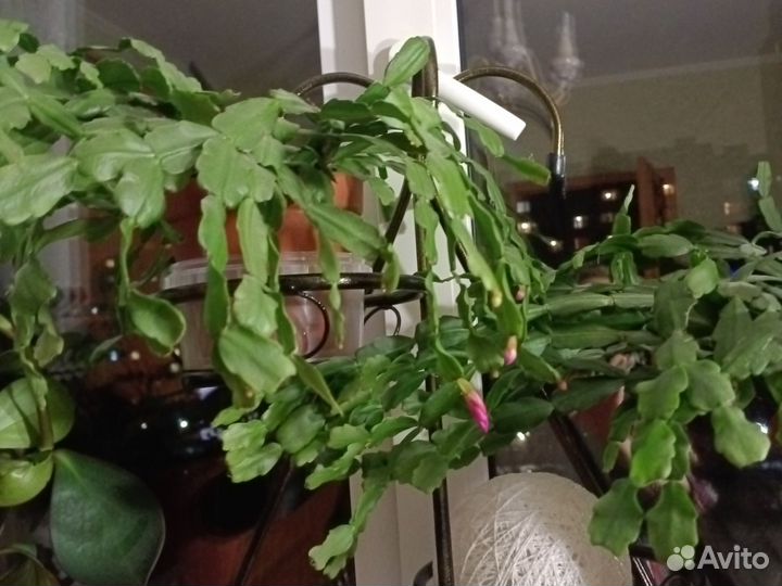 Комнатные растения цветы большие