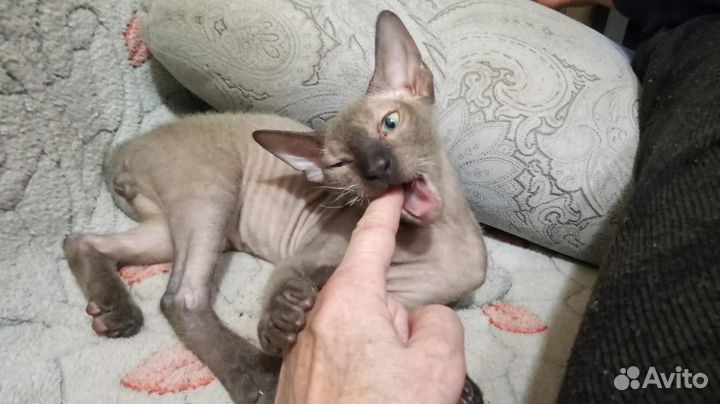 Донской сфинкс