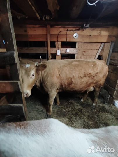 Телка и корова