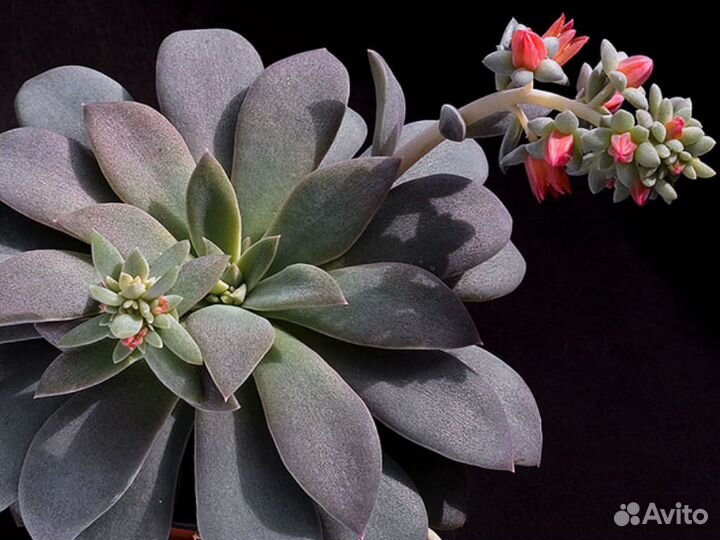 Суккулент. Эхеверия Карниколор