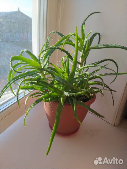 Алоэ растение