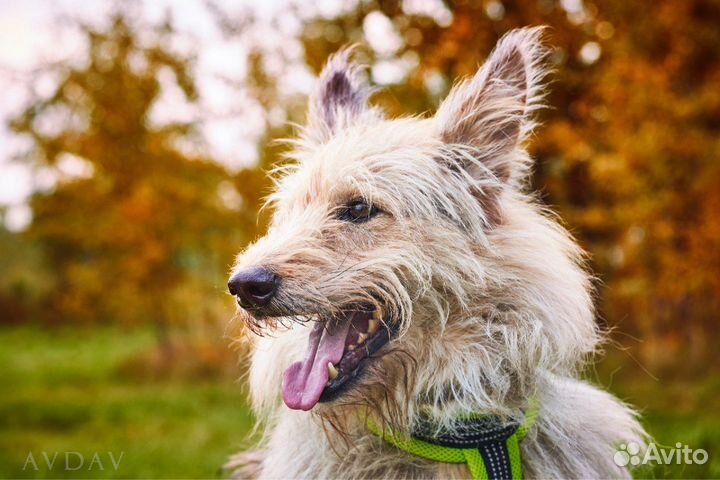 Собака ищет терпеливого и доброго хозяина