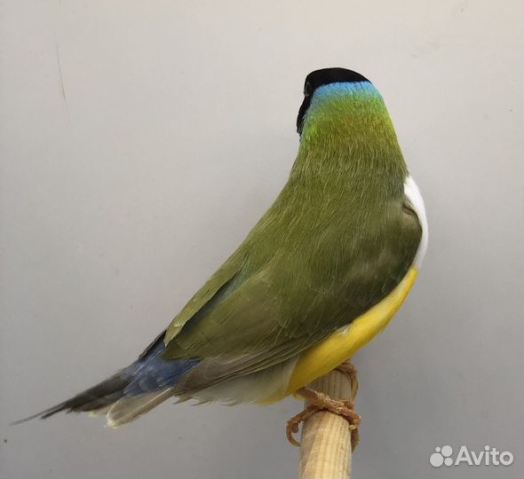 Амадина гульда