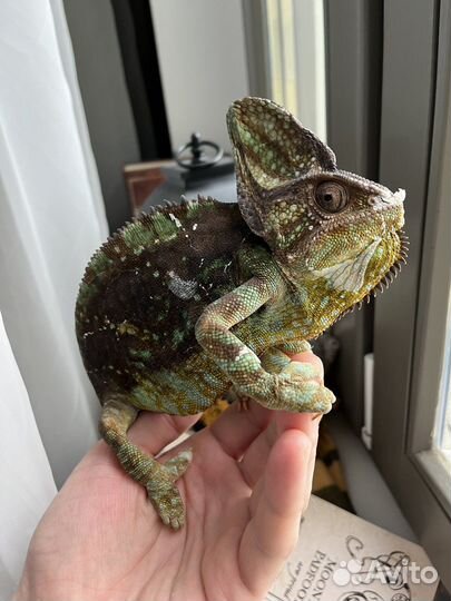 Йеменский хамелеон, самец, 5 лет