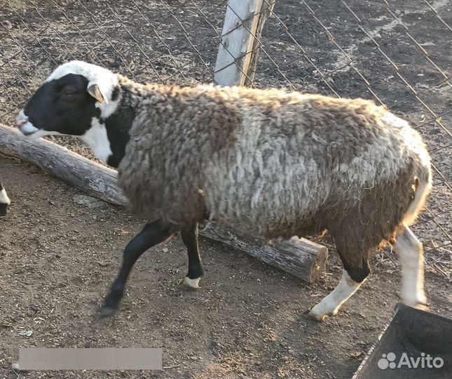 Баран на племя