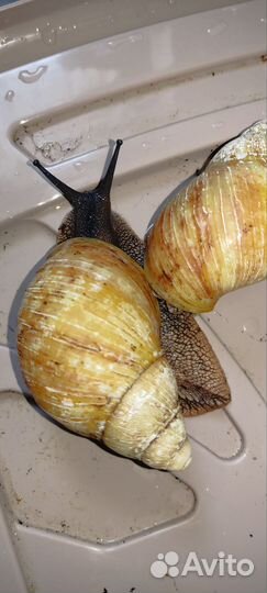 Улитки ахатины