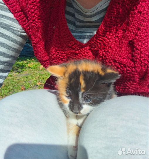 Котята в добрые руки 2 мес