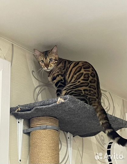 Бенгальские котята
