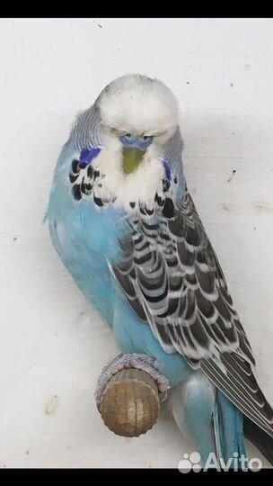 Выставочный Волнистый Попугай.чех,ввп