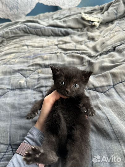 Котятки в добрые руки