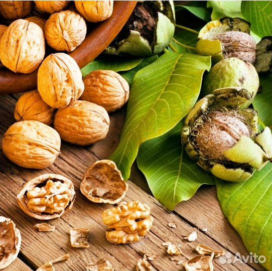 Грецкий орех Идеал