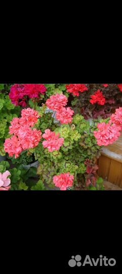 Пеларгония Бонифаций баттерфляй