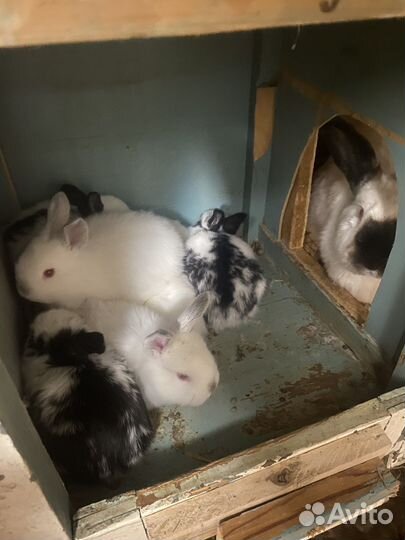 Продам кроликов