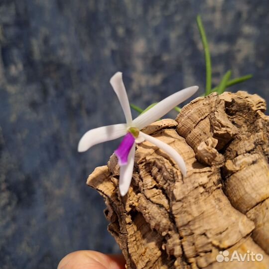 Орхидея Leptotes bicolor