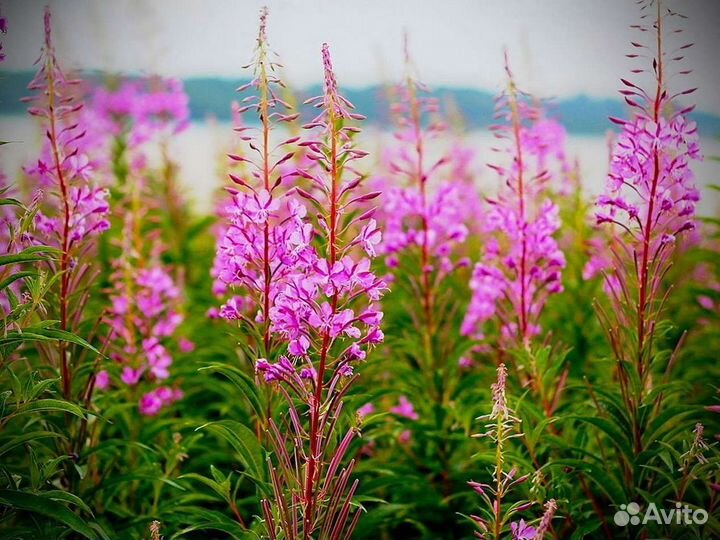 Иван чай 1 кг кипрей 2О23 органический, полезный