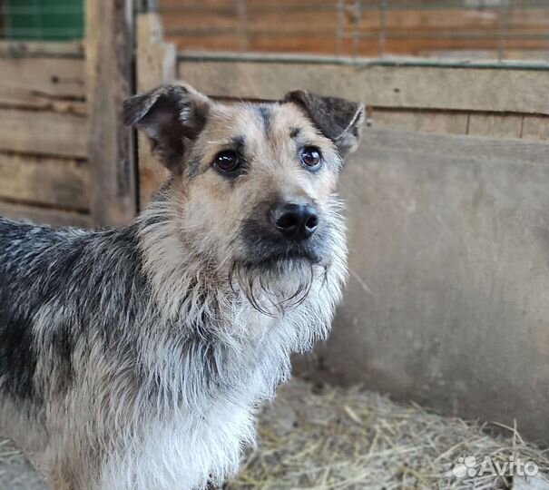 Чудесная собака в дар