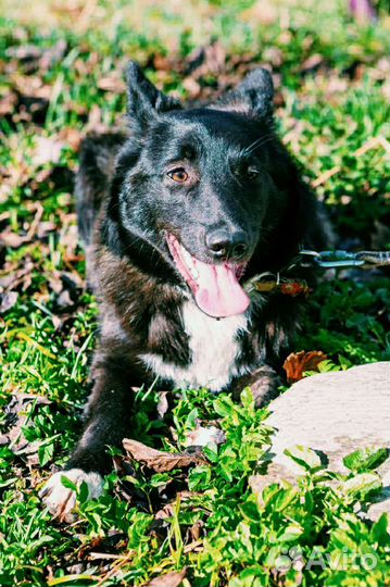 Собака пережила жестокое обращение