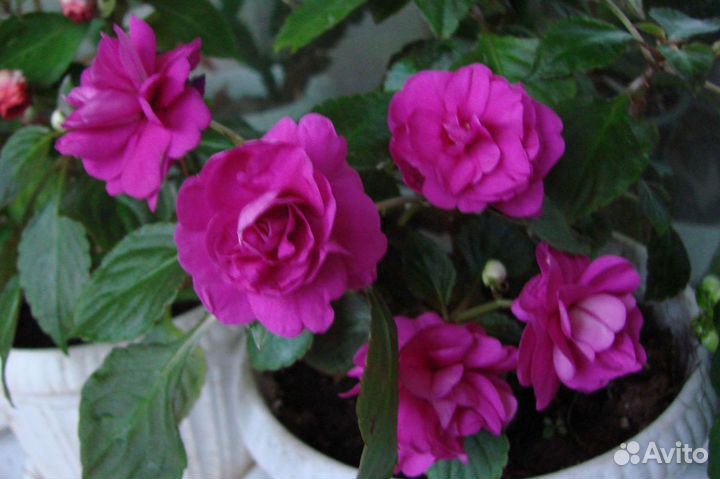 Бальзамины махровые. Много сортов