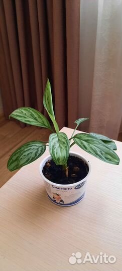 Аглаонема Сильвер Куин