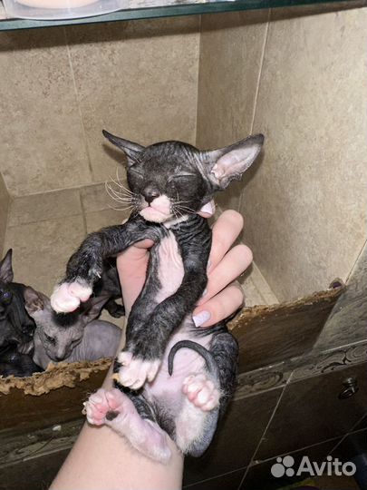 Донской сфинкс котята