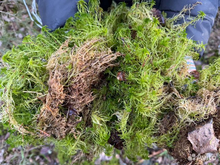 Мох сфагнум