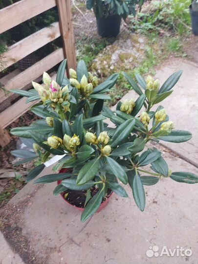 Rhododendron hybrid Krolova Jadwiga