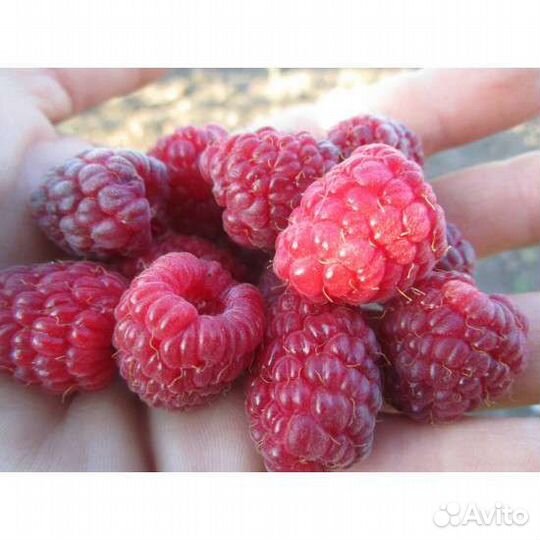 Саженцы малины