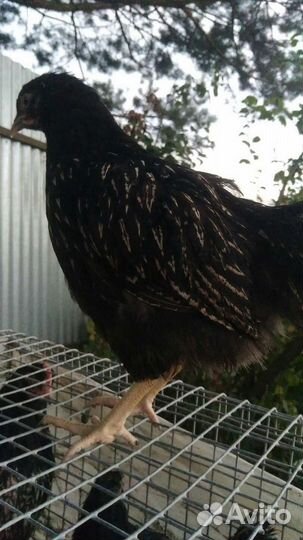 Птица разных пород