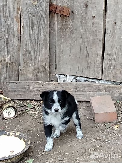 Собака в добрые руки щенок дворянской породы