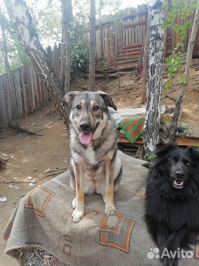 Собака в добрые руки