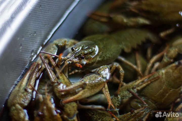 Живые и варёные раки