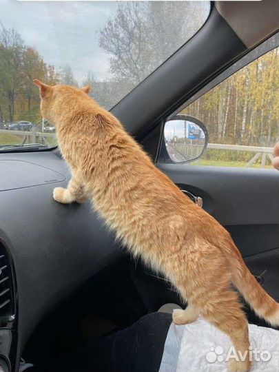 Особенному котику очень нужен дом
