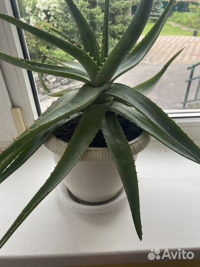 Денежное дерево толстянка