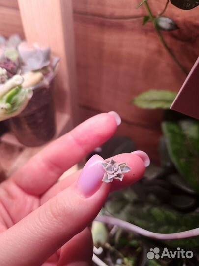 Суккуленты, седум, эхеверия