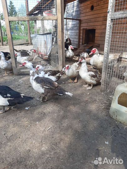 Утята мускусной утки