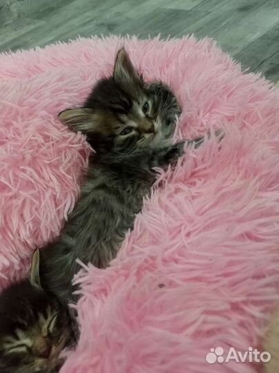 Отдам котят