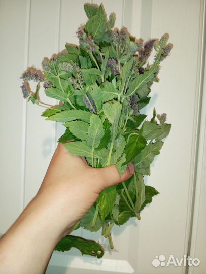 Мята для чая