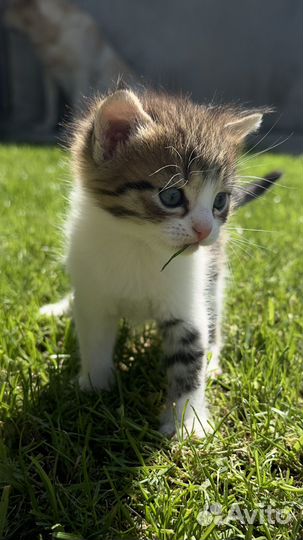 Котята в добрые руки мальчики
