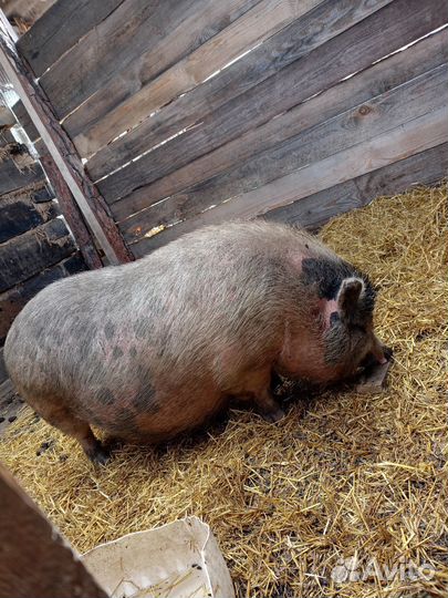 Вьетнамские вислобрюхие свинки